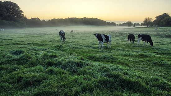 Vacas pastando en un campo
